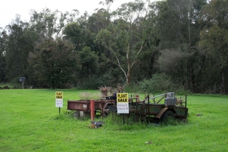 Trailers with plants for sale on Peats Ridge Road