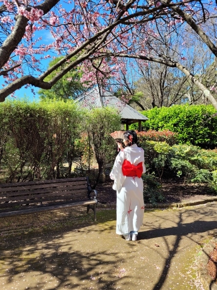 Wearing a Kimono to the Auburn Cherry Blossom Festival