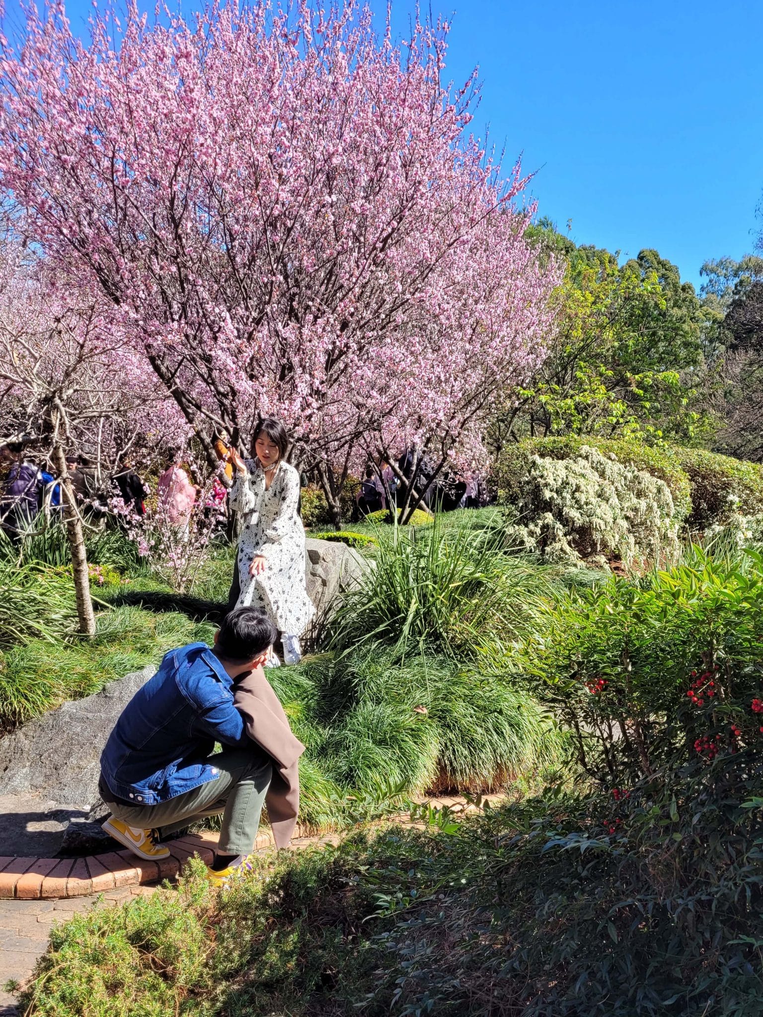 It's all about the photo at the cherry blossom festival