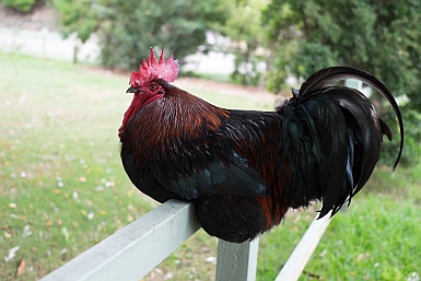 Brooklyn's Rooster