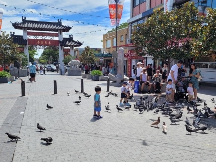 Pigeons in Freedom Plaza Cabramatta