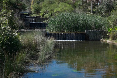 Wetlands Sydney Park