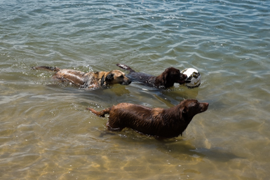 Dogs playing on Bradley's Beach