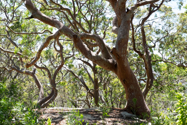 Eucalyptus Trunks 