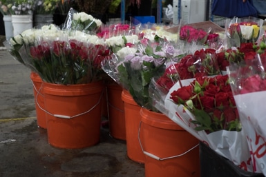 Buckets of Roses