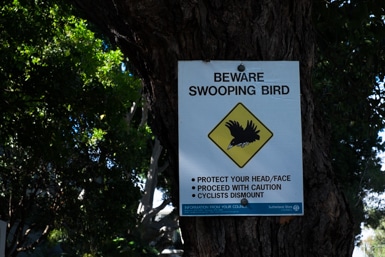 Warning Swooping Bird in Taren Point